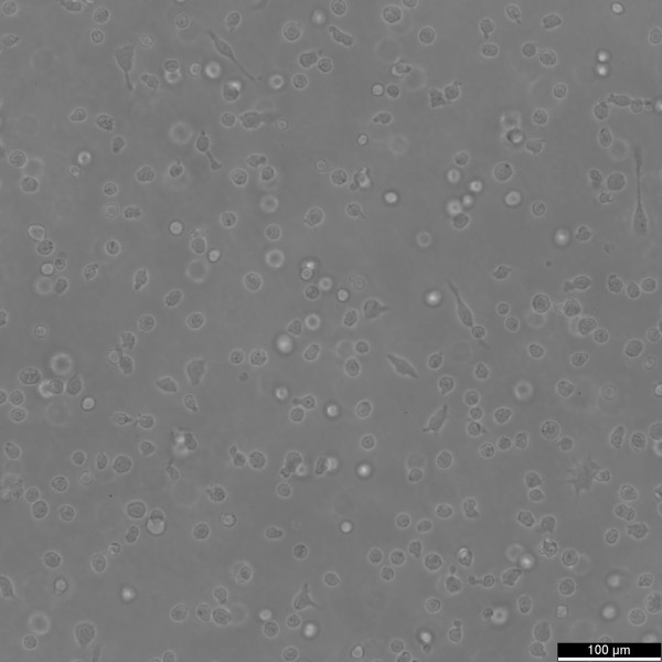Lama-84 Cells