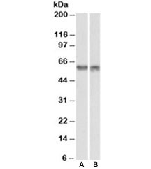 Anti-PDCD4