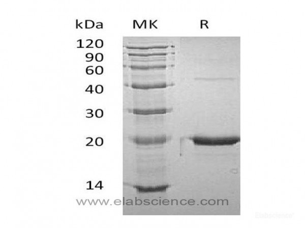 Growth Hormone/GHProtein (recombinant mouse)