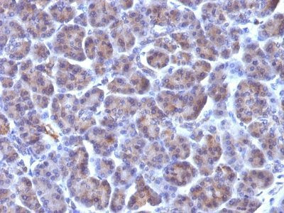 Anti-CMV-p65(CMV100), CF568 conjugate, 0.1mg/mL
