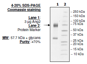 Angiopoietin 2 (Rabbit), His-tag