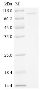 Poly [ADP-ribose] polymerase 6 (PARP6), human, recombinant