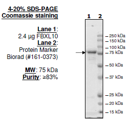 FBXL10 (KDM2B, JHDM1B) human recombinant protein, C-terminal FLAG-tag