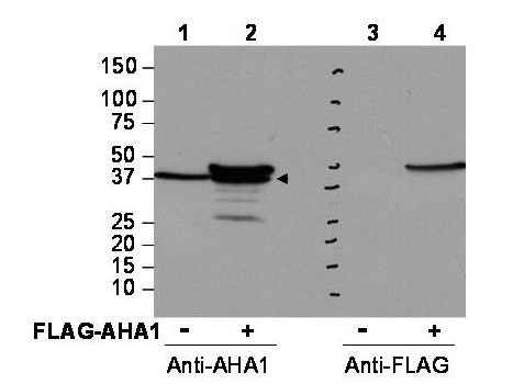 Anti-AHA1 (Activator of Hsp90 ATPase)