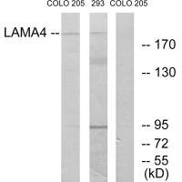 Anti-LAMA4