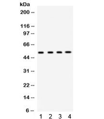 Anti-Connexin 46 / GJA3