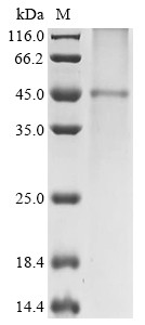 ATP-sensitive inward rectifier potassium channel 10 (Kcnj10), rat, recombinant