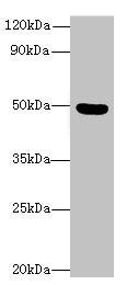 Anti-C5orf22