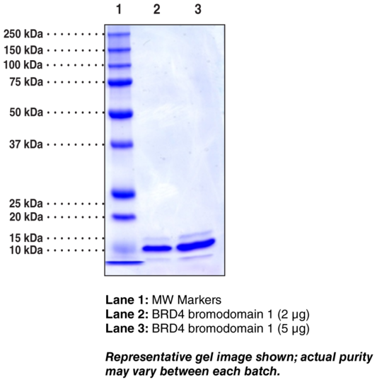 BRD4 bromodomain 1 (human, recombinant, His-tagged)