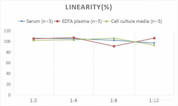 Rat SCF (Stem Cell Factor) CLIA Kit