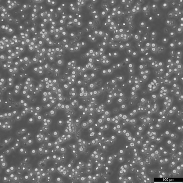 MOLT-3 Cells