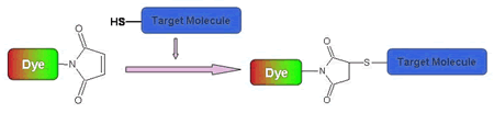 Maleimide-fluorescent