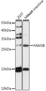 Anti-FAM3B