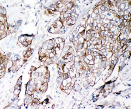 Anti-VE-Cadherin
