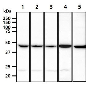 Anti-PGD, clone 46B3