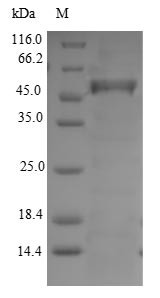 4,5-DOPA dioxygenase extradiol (DODA), Portulaca grandiflora, recombinant