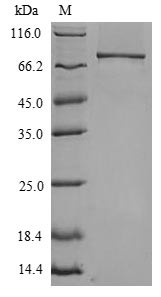Toll-like receptor 4 (Tlr4), partial, mouse, recombinant