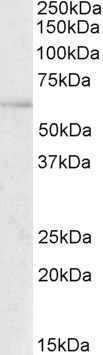 Anti-TFEB, N-terminal