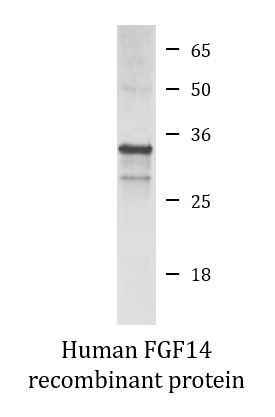 Human FGF14 recombinant protein (Active)
