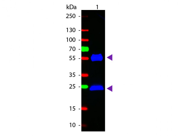 Anti-MOUSE IgG (H&amp;L) Affinity Purified, Fluorescein Conjugated