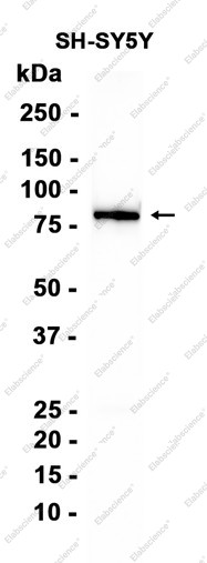 Anti-Recombinant ALS2CR8, clone C332633