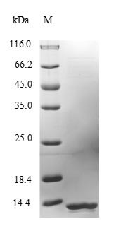 Lymphocyte antigen 6E (Ly6e), mouse, recombinant