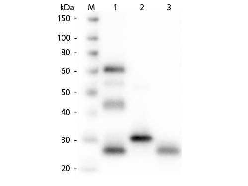 Anti-Chicken IgG (H&amp;L) [Goat] Fluorescein conjugated