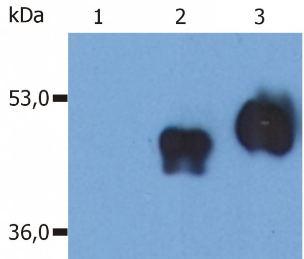 Anti-CD14 / LPS-receptor, clone MEM-18 (low endotoxin)