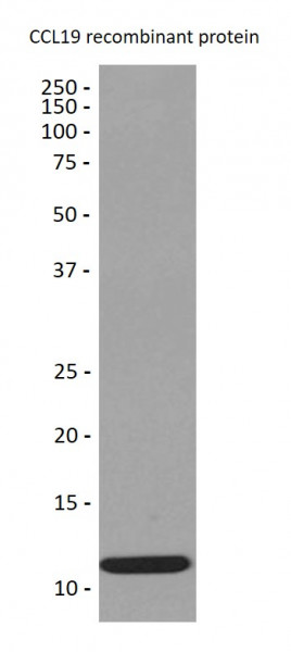 Anti-CCL19 / MIP-3 beta