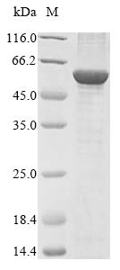 NADPH:adrenodoxin oxidoreductase, mitochondrial (FDXR), bovine, recombinant