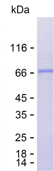Recombinant Human ABCB10 Protein