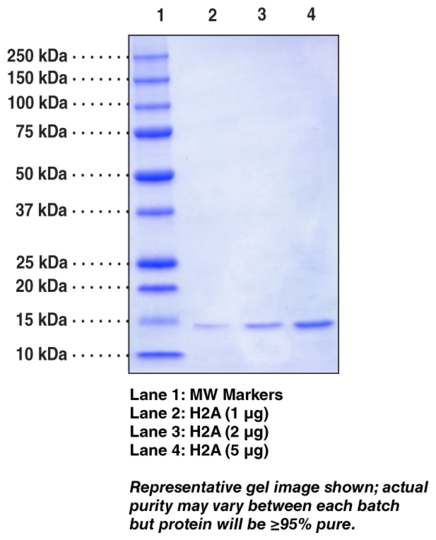 Histone H2A (Xenopus, recombinant)