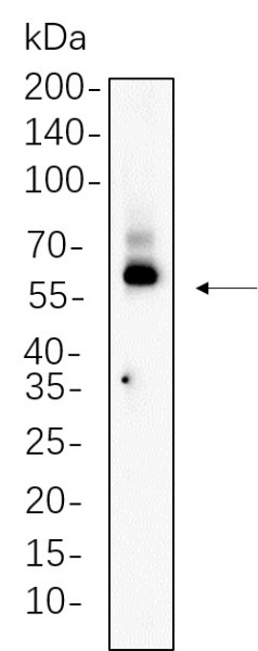 Anti-Recombinant TCF7, clone 10F12