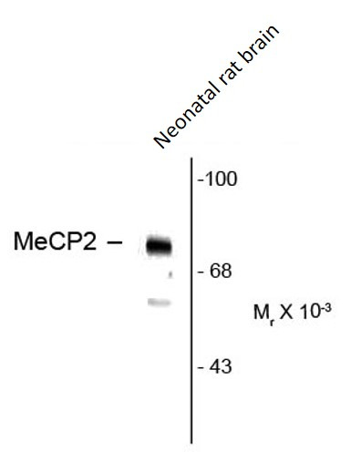 Anti-phospho-MeCP2 (Ser80)
