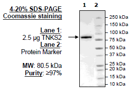 Tankyrase 2 (PARP5b) Active Human Recombinant Protein