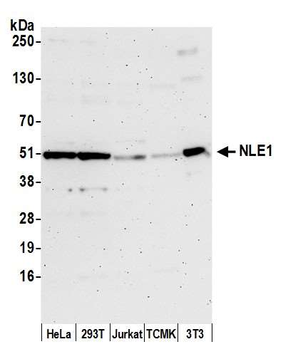Anti-NLE1