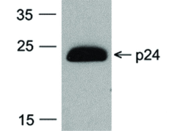 Anti-HIV-1 p24, clone [7F4], Peroxidase Conjugated