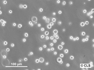 L-138 Cells