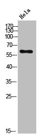 Anti-Phospho-DPYSL2 (S522)