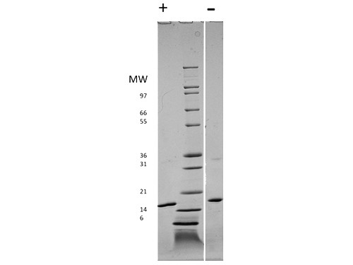 Fibroblast Growth Factor-basic (AF)