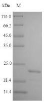 Alpha-crystallin (hspX), Mycobacterium bovis, recombinant