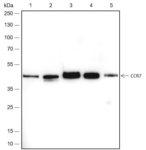 Anti-Recombinant CCR7, clone A444