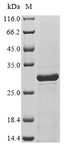 Interleukin-11 (IL11), Macaca fascicularis, recombinant