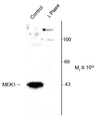 Anti-phospho-MEK1 (Thr386)