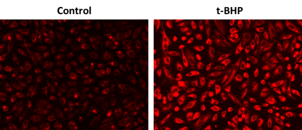 OxiVision(TM) Red Lipid Peroxidation Sensor