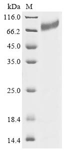 Integrin beta-7 (ITGB7), partial, human, recombinant