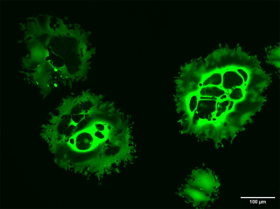 Virotherapie_Fig3_new