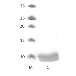 MAGI1_3 PDZ Domain