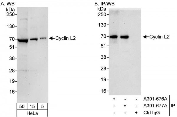 Anti-Cyclin L2