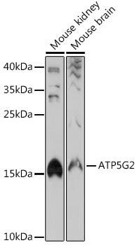 Anti-ATP5G2